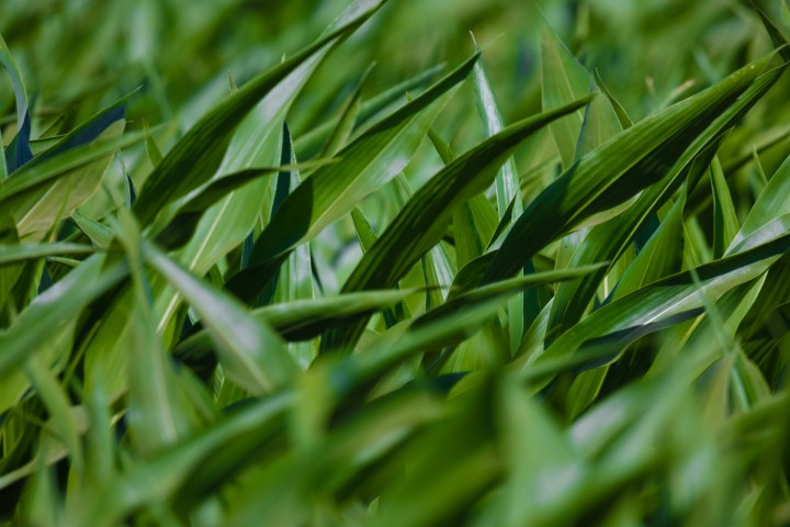 Picture of a plant.