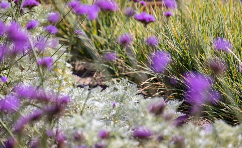Picture of a plant.