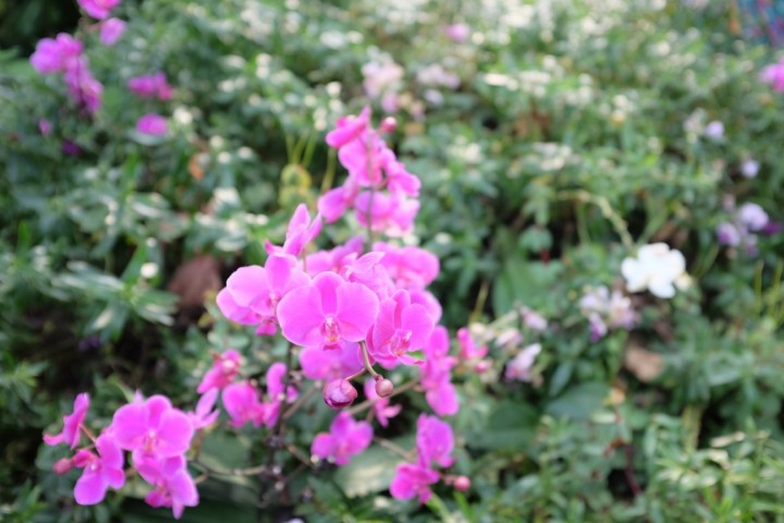 Picture of a plant.