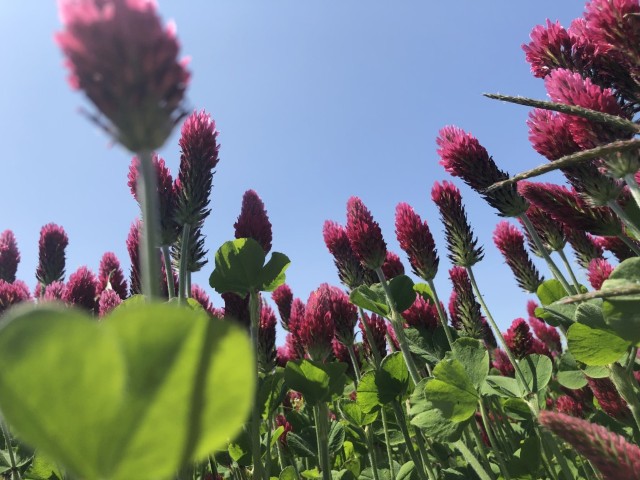 Picture of a plant.