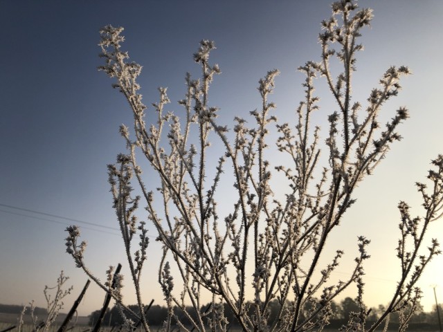 Picture of a plant.