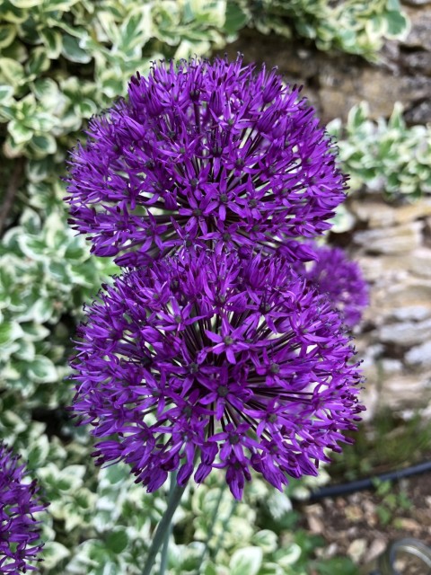 Picture of a plant.