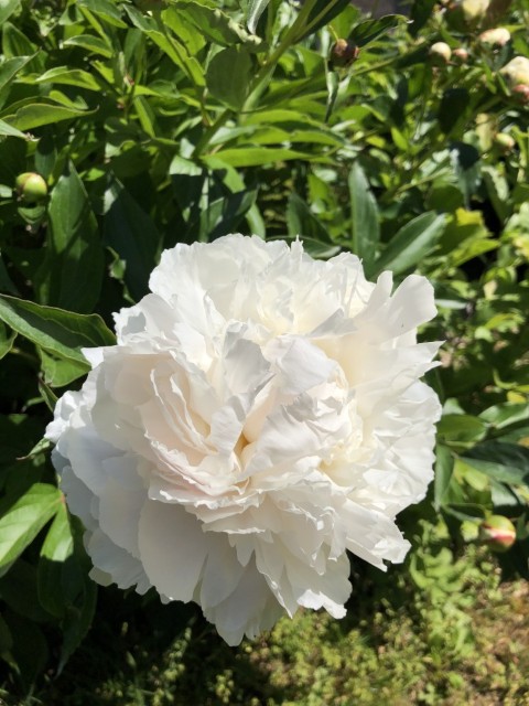 Picture of a plant.